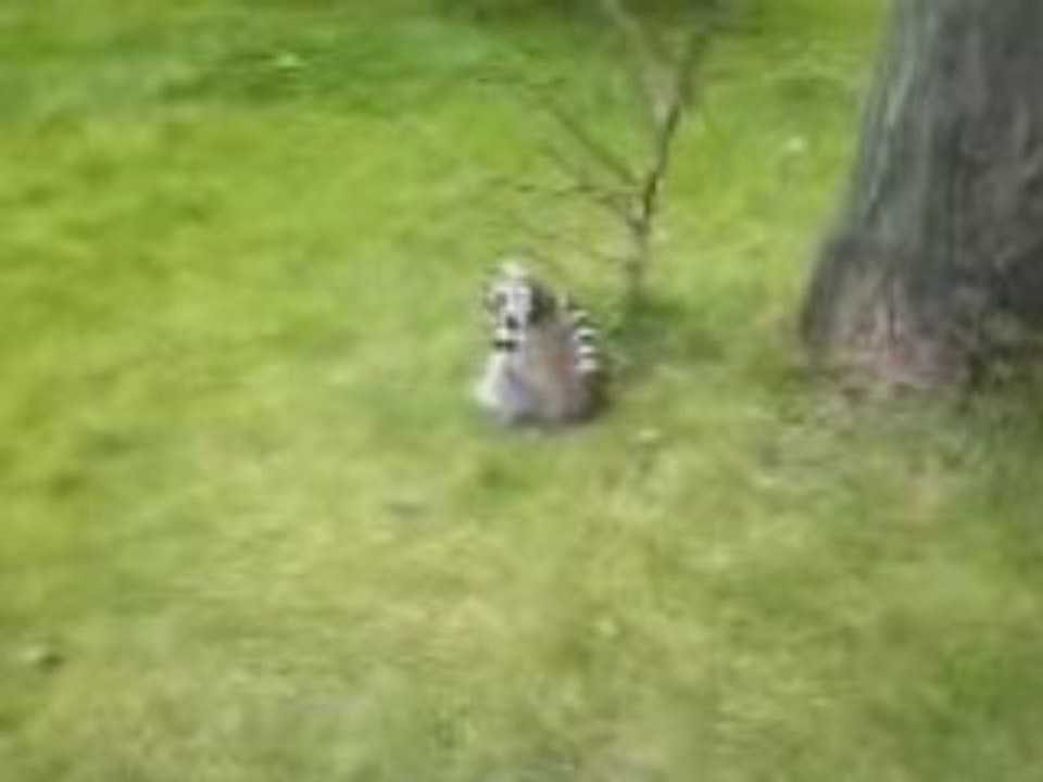 lémurien bellewaerde