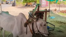 कौन से जानवर बचाऊँ? || आचार्य प्रशांत