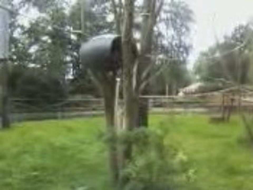 lémurien bellewaerde