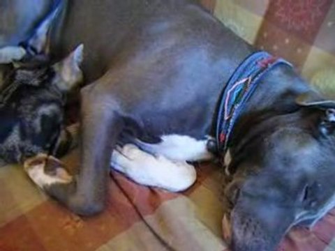 Chaton et femelle american staff