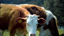 Amazing Nature Beauty And Innocent Animal Moments 🍂