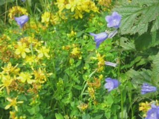 Faune et flore