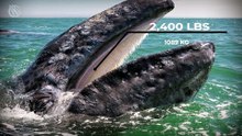 BALEINE GRISE : Le Rival Sous-Estimé des Orques !