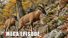 Mouflon Herd Climbs a Rocky Mountain Slope | Hidden Wildlife Camera