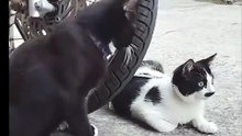 Si Oyen Ikutan Kepo