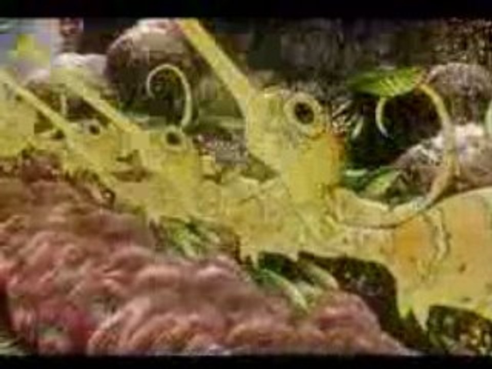 United Sea Orchestra