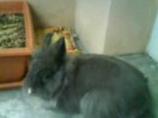La dure vie de lapin