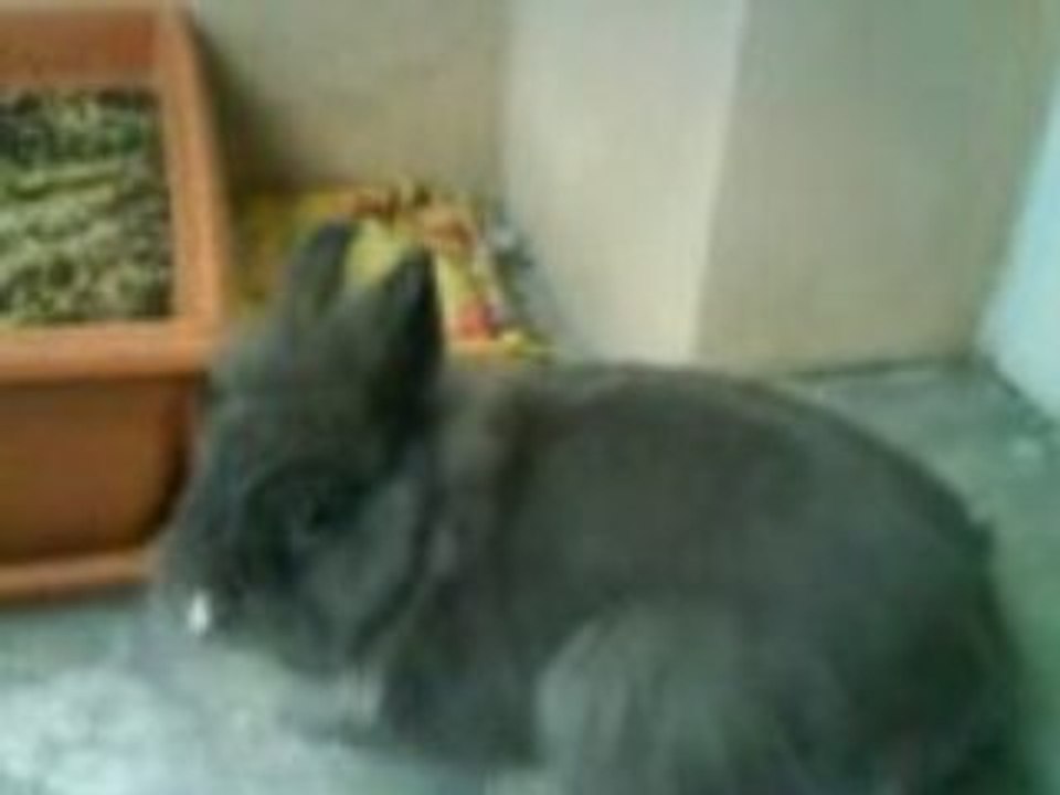 La dure vie de lapin