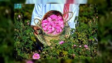 The Taif Rose- Saudi Arabia's Most Precious Harvest