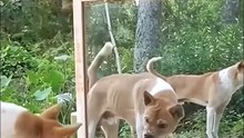 Funny dogs, funny moments, and endless laughs! 🐶🤣❤️#FunnyDogs #Funny #Comedy #Laugh #FunnyVideos