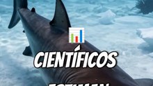 curiosidades del tiburon