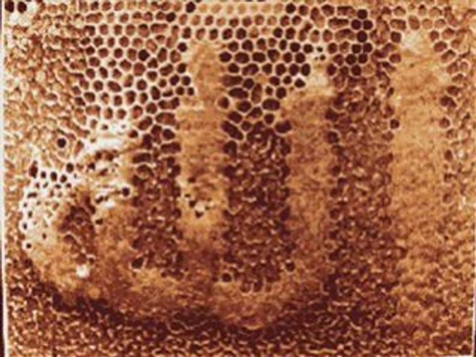 Les miracles d'ALLAH, une vidéo de berkane