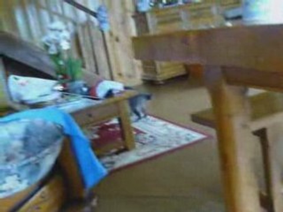 Milou_pétage_de_plomb