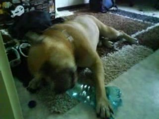 amstaff qui aime les bouteilles