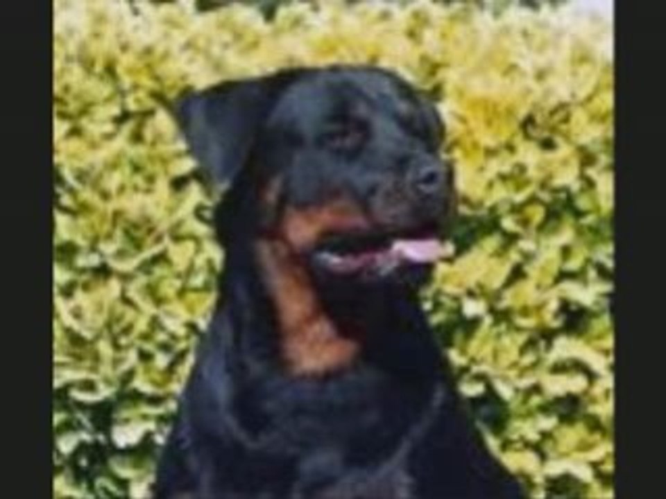 Batista_0002