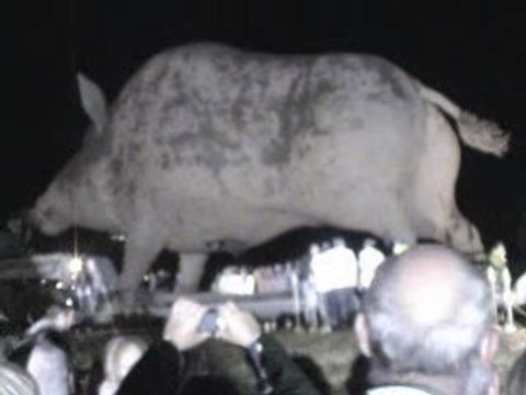 woinic sanglier champagne ardennes arrive a faissault