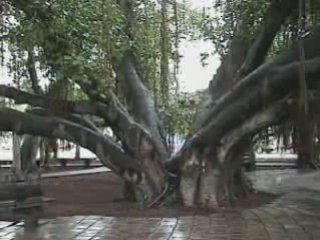 Lahaina's Giant Banyan Tree, Island of Maui, Hawaii