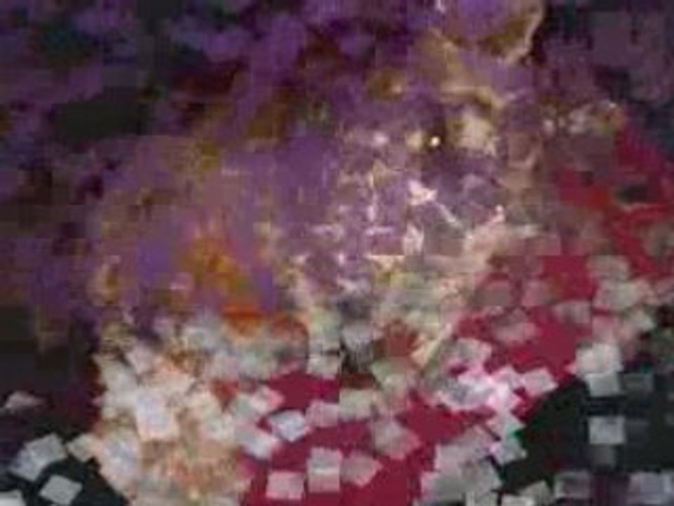 Eliott mon chien d'amour