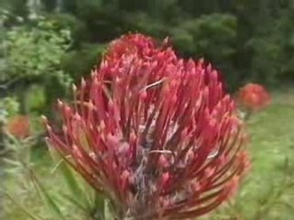 Kula Garden District, Island of Maui, Hawaii