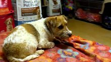 Timid Shelter Dog Takes Its First Brave Steps 🥺🐾