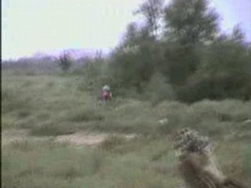 pit bike ycf et honda