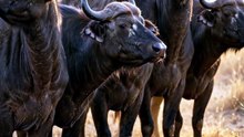 African Buffalo Voting Explained – Fascinating Animal Behavior