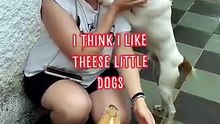 we don_t think, we_re sure that WE LOVE THEESE LITTLE DOGS 🥹❤️ #dog #dogsoftiktok