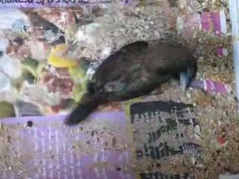 110808 MDJ twirling 5450