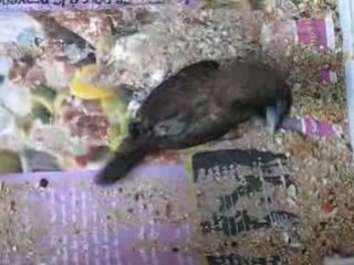 110808 MDJ twirling 5450