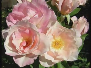 Клас Рози в дъжда