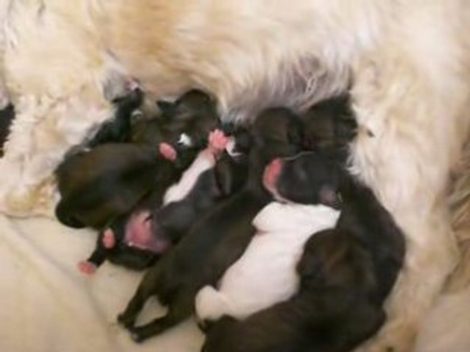 betty et ses petits