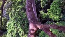 EXTREME! Harvesting GIANT Wild Honey From The TALLEST Tree - 100 Meters Up Without Safety Rope!