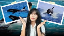 Kenapa Orca Jarang Menyerang Manusia?-Serius Ini Hewan?