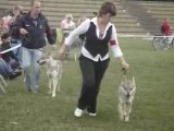 NE Chiens Loups Tchécoslovaques 2008 classe interm. femelle