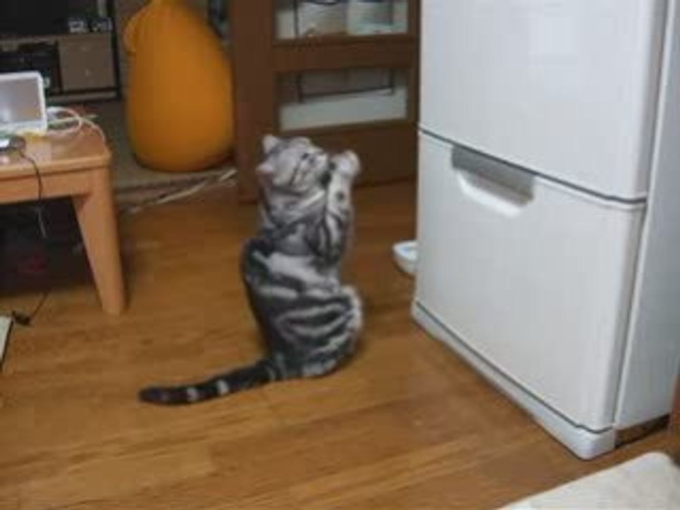 FLUVORE_un_chat_demande_une_offrande_au_dieu_frigo_f9137