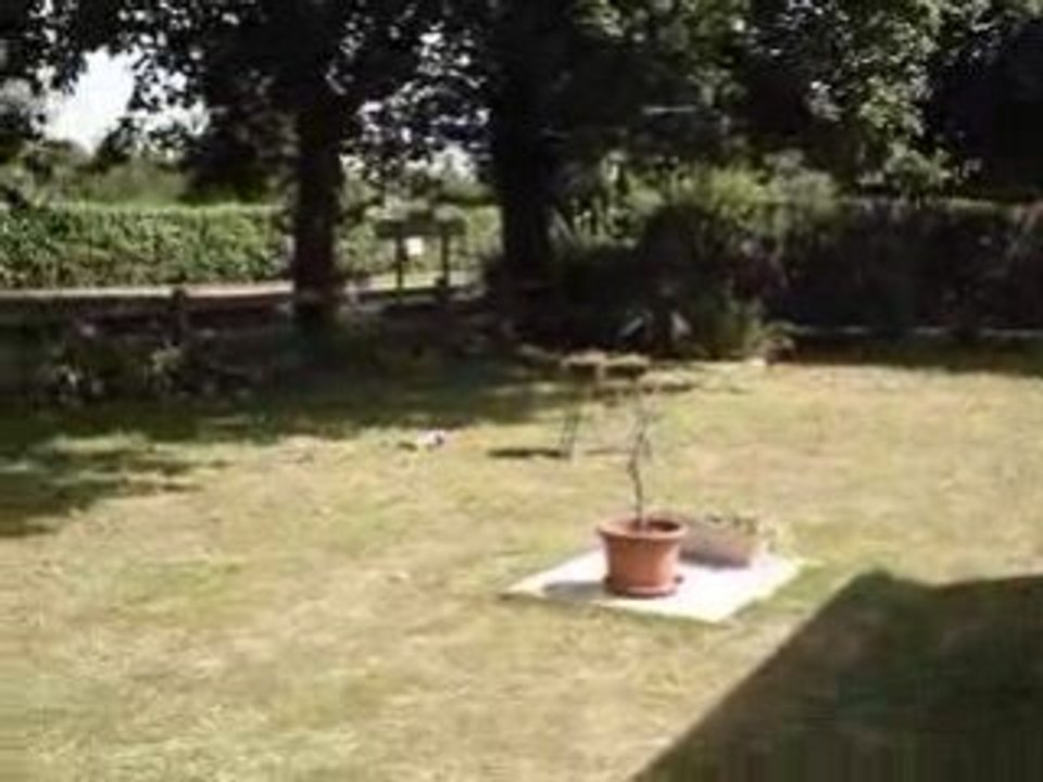 panther sur l'herbe