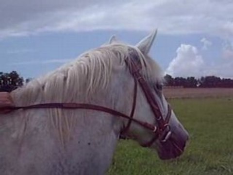 Galop dans les champs