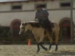 reining