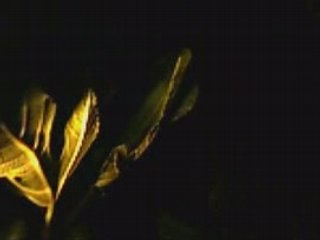 O jardim vitoriano a noite de lua cheia