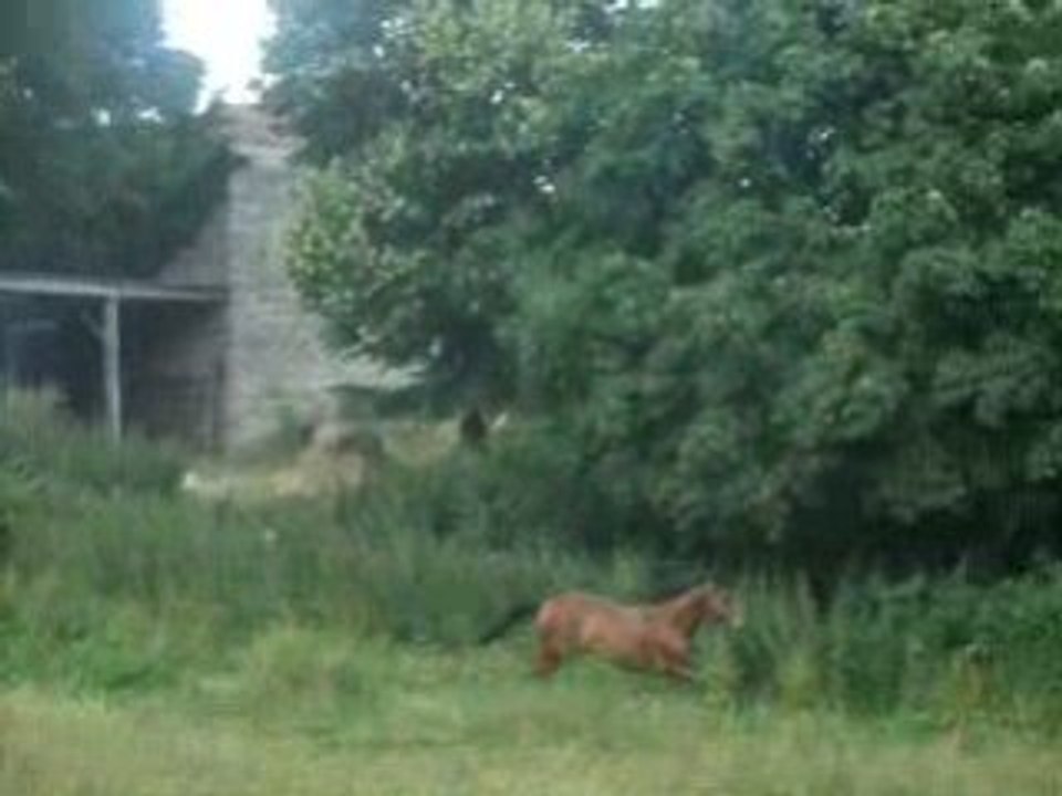 Cheval Bai Qui pète un cable et qui fei un mini saut xD