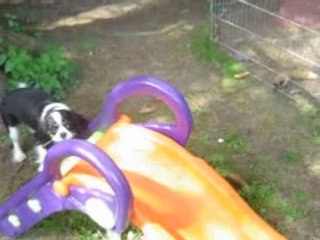 Ma cavalier king charles Cassis et le toboggan