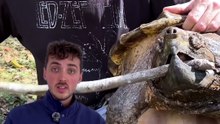 La morsure la plus PUISSANTE des tortues ! #tortue #alligator #force #animaux #nature