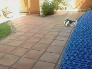 mon chat joue avec une plume