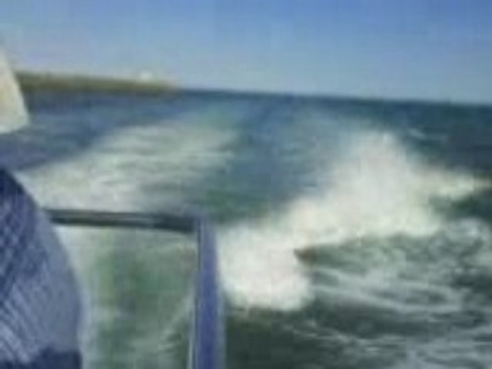 Camargue
