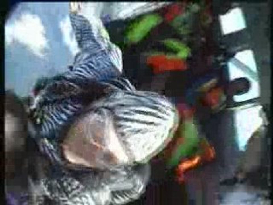 Daria saut parachute