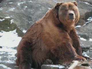 Twin sisters - I met a bear