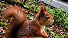 Eekhoornbrug - The €150,000 Squirrel Bridge Over N44 Netherlands