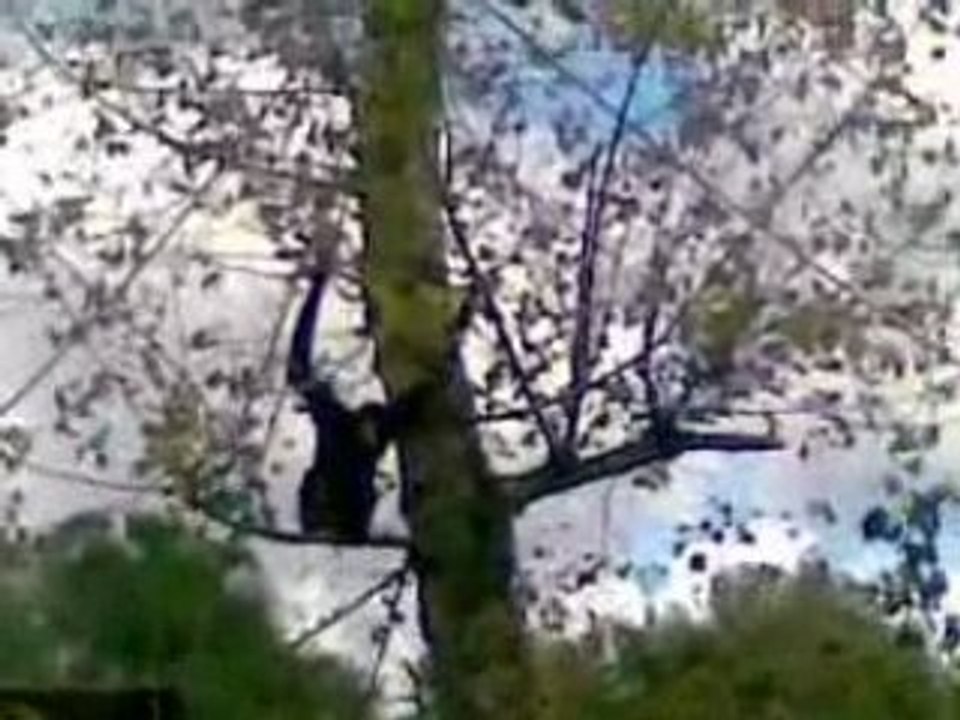 Zoo 2