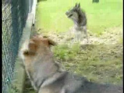 Vidéos montages chiens PART-2