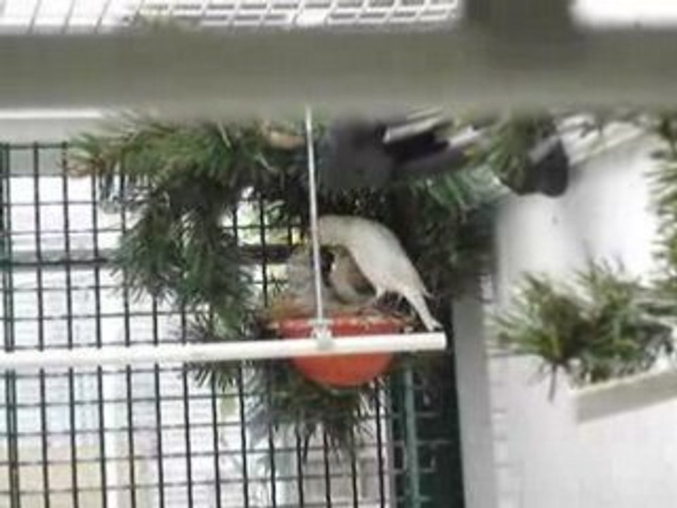 chardonneret satiné femelle avec des jeunes